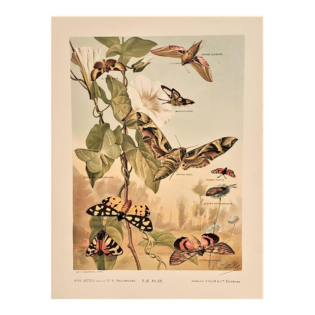1897 Antique French Lithograph-Insects, Moths For Sale
