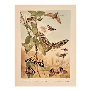 1897 Antique French Lithograph-Insects, Moths