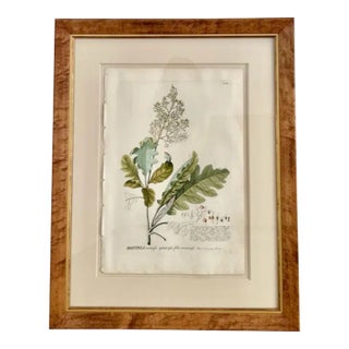 Georg Ehret 18th Century Original Botanical Engraving “Bocconia” Tab IV For Sale