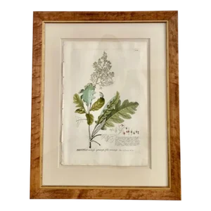 Georg Ehret 18th Century Original Botanical Engraving “Bocconia” Tab IV