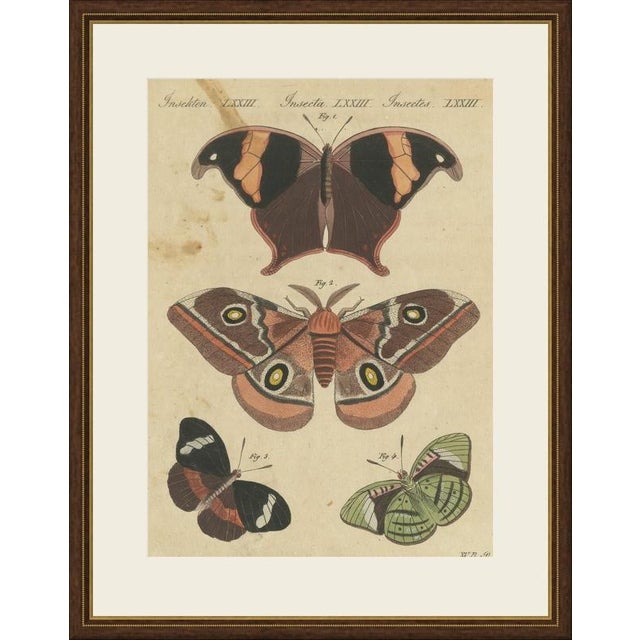 This antique butterfly print shows three exotic butterflies and a large saturniid moth with bold eye spots, on an original...