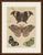This antique butterfly print shows three exotic butterflies and a large saturniid moth with bold eye spots, on an original...