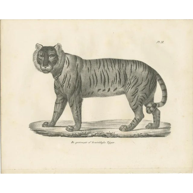 Majestic Striped or Royal Tiger, 1836, Lithograph For Sale - Image 6 of 10