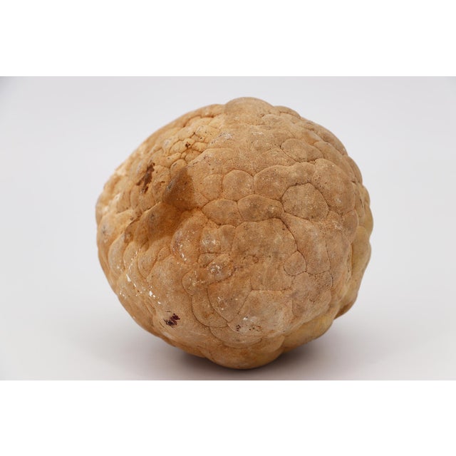Cerebroid Silex, Middle Jurassic, Iberian Peninsula For Sale - Image 13 of 16