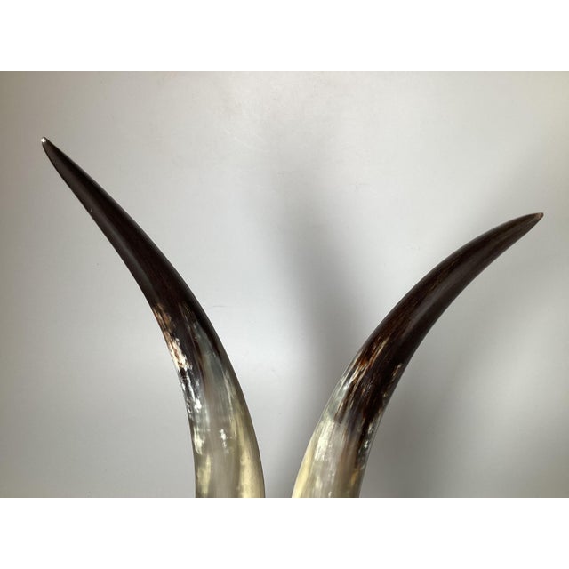 Plastic Natural Steer Horns on Lucite Bases - A Pair For Sale - Image 7 of 8