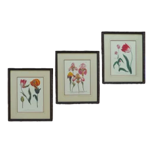Set of 3 Botanical Lithograph Prints Tulips & Irises Floral Flowers Still Life Framed