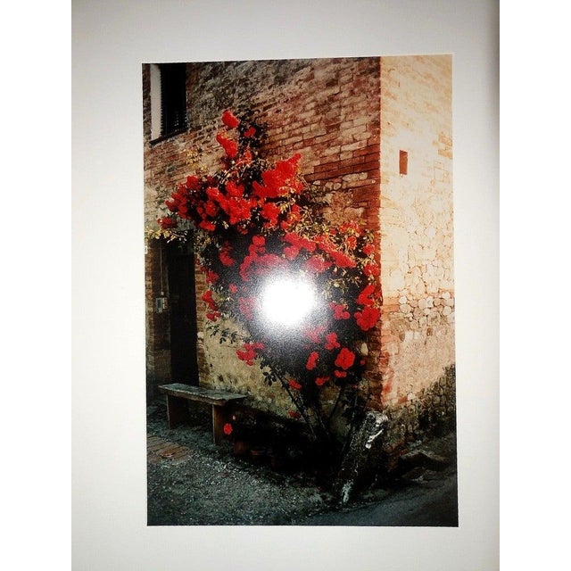 Modern Joel Meyerowitz, Tuscany, Roses Taverna d'Arbia, 1991, 1996 For Sale - Image 3 of 9