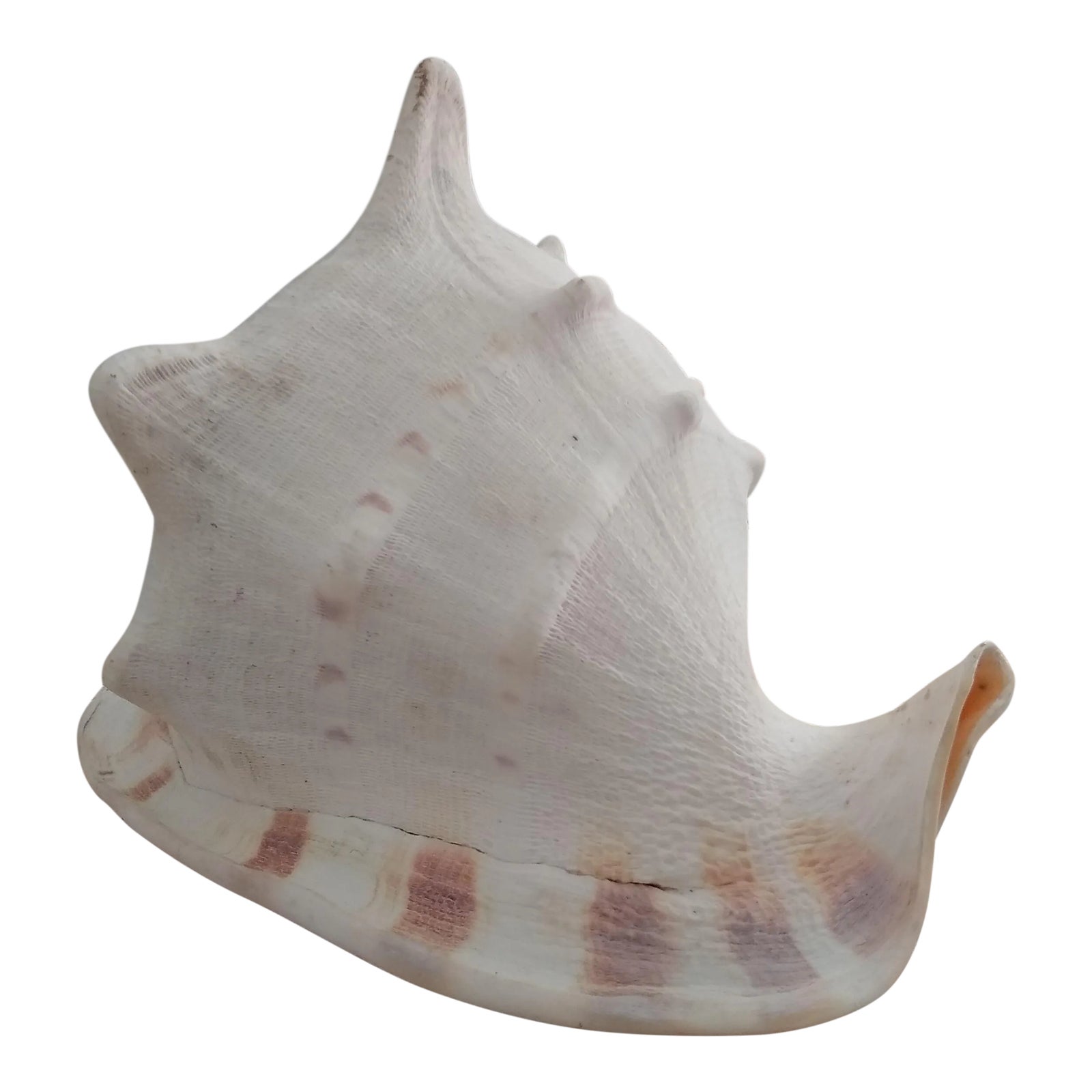Vintage Queen Helmet Conch Seashell Chairish