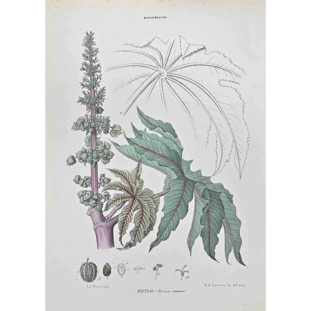 Vincenzo Tenore, Daphnaceae, Lithograph, 1870s For Sale
