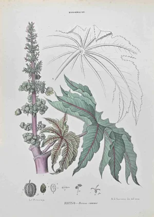 Vincenzo Tenore, Daphnaceae, Lithograph, 1870s