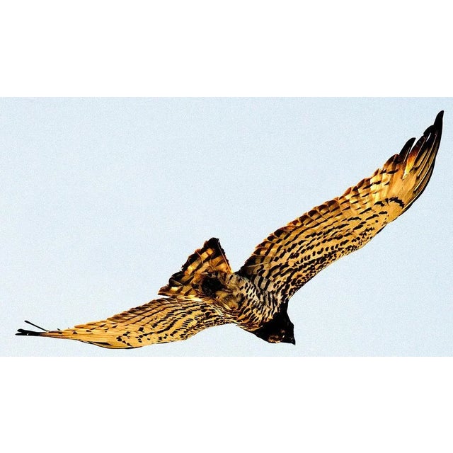 Eagle - Limited edition pigment print , 2005 - Limited Editions of 5 A yellow eagle in a blue sky This is an Archival...