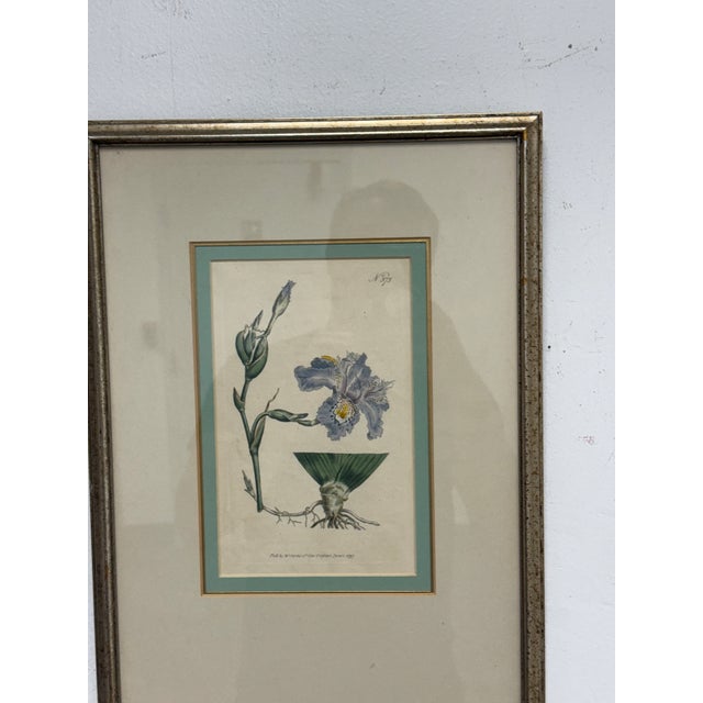 Late 20th Century William Curtis "Chinese Iris" Botanical Print, Framed For Sale - Image 5 of 12