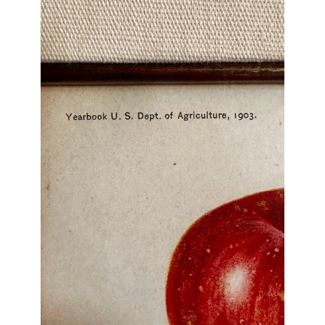 Original Antique 1903 Usda York Imperial Apple Chromolithograph | Lyons Ltd. Provenance | Armand Lee Custom Framing | Bertha Heiges For Sale - Image 4 of 16