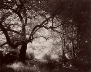 Circa 1996 "Beneath the Apple Tree", Infrared Photograph Made From Film by Gary Bartoloni