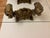 Mid 20th Century Vintage Hollywood Regency/Rococo Coffee Table For Sale - Image 5 of 6