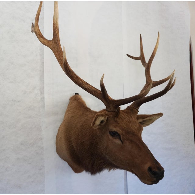 Rustic Elk Trophy Head Mount For Sale - Image 3 of 18