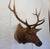 Rustic Elk Trophy Head Mount For Sale - Image 3 of 18