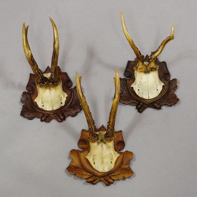 Set of Six Antique Roe Deer Trophies, Germany Ca. 1890s / 1900s For Sale - Image 6 of 10