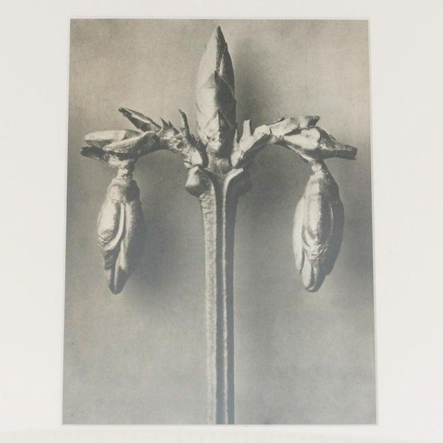 Karl Blossfeldt, Black and White Botanical Image, 1942, Photogravure, Framed For Sale - Image 12 of 16