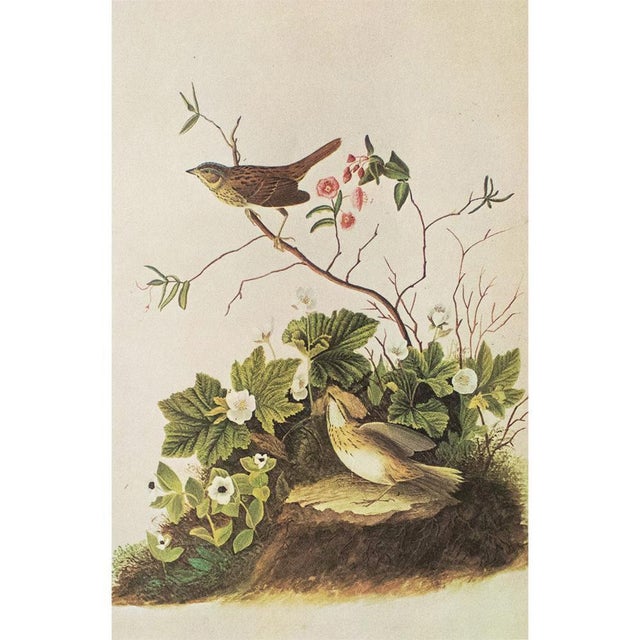 1960s 1966 Vintage Cottage Print "Lincoln's Sparrow & Finch" After John James Audubon For Sale - Image 5 of 7