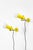 White 3 Model Wall Lamps by Gino Sarfatti for Arteluce, 1959, Set of 2 For Sale - Image 8 of 18