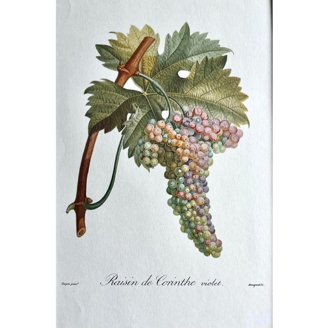 Vintage Color Lithograph Rasin De Corinthe by Turpin For Sale - Image 4 of 6