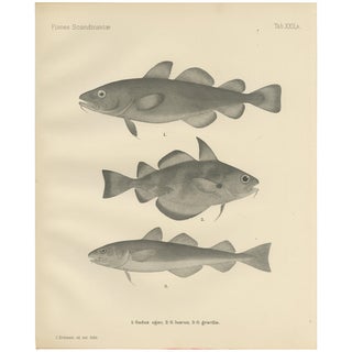 Greenland Cod and Pout and Poor Cod, 1895, Paper For Sale