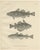 Greenland Cod and Pout and Poor Cod, 1895, Paper For Sale
