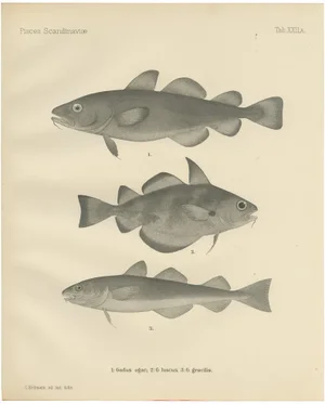 Greenland Cod and Pout and Poor Cod, 1895, Paper