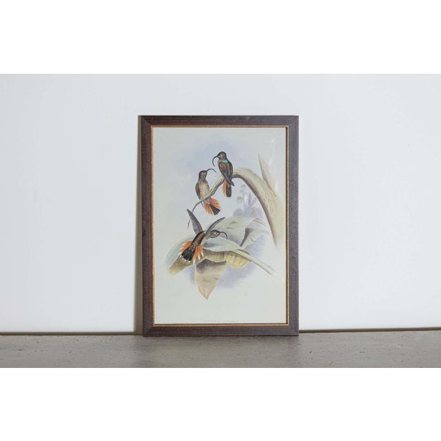 Mr John Gould's tropical framed Bird prints 1955 taken from his limited edition of 1000. The most celebrated British...