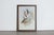 Mr John Gould's tropical framed Bird prints 1955 taken from his limited edition of 1000. The most celebrated British...