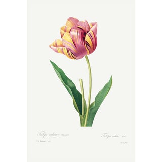 Tulip by Pierre-Joseph Redouté, Vintage Botanical Art Print, 32" X 48" For Sale