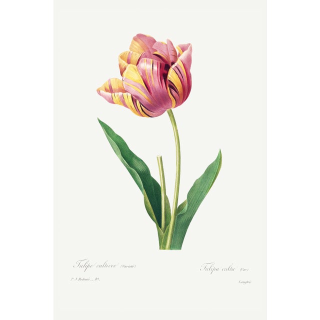 Tulip by Pierre-Joseph Redouté, Vintage Botanical Art Print, 32" X 48" For Sale