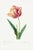 Tulip by Pierre-Joseph Redouté, Vintage Botanical Art Print, 32" X 48" For Sale