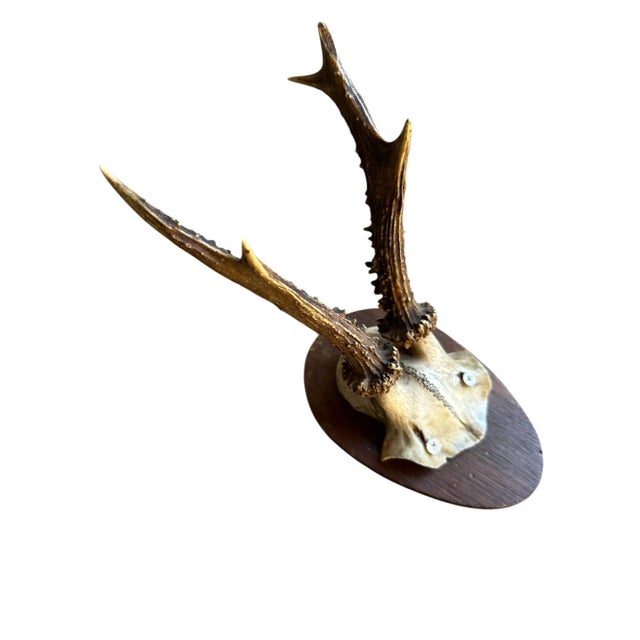 Roe deer trophy mounted on a wood plaque.