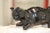 Black Cat Figurine from Vallauris France, 1970s For Sale - Image 10 of 18