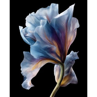 Botanical Grace 7, Photograph by Michael Filonow For Sale