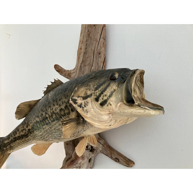 Largemouth Bass Taxidermy by Heinemann Taxidermy-American Sporting Folk Art, Mid-20th Century For Sale - Image 11 of 14