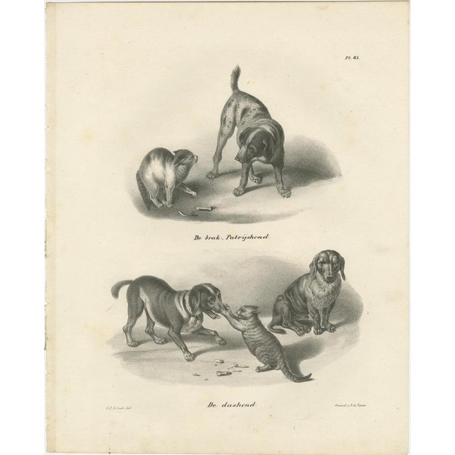 Black C.C. G. Zool., Hunting Dogs and Dachshunds Interacting with Cats, 1836, Lithograph For Sale - Image 8 of 12