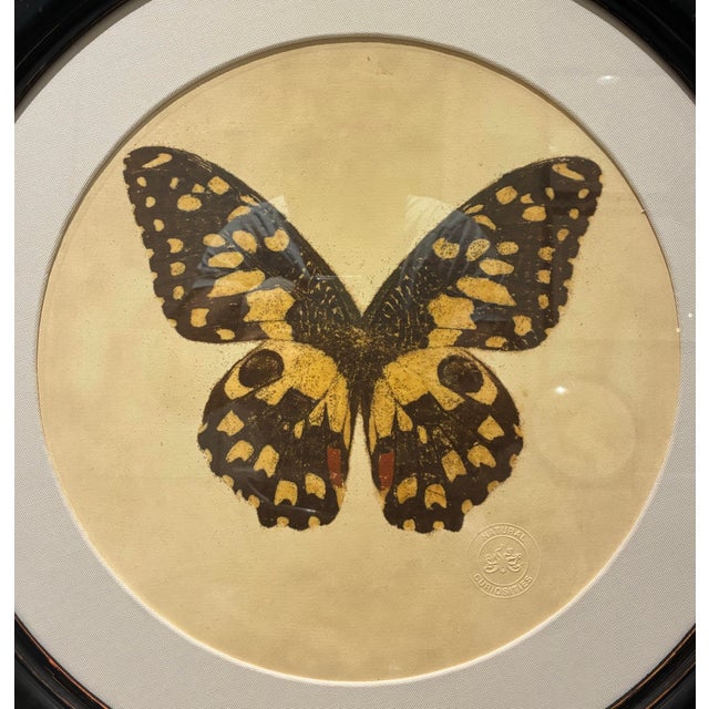 An elegant butterfly artwork by Natural Curiosities, presented in a substantial circular black frame with a beautifully...