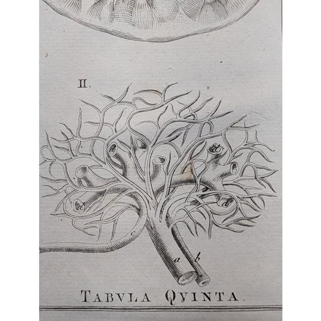 Illustration Antique Comparative Anatomy Engraving, c.1790 — Attrib. j.b. Elwe, 4 Tabulae For Sale - Image 3 of 6