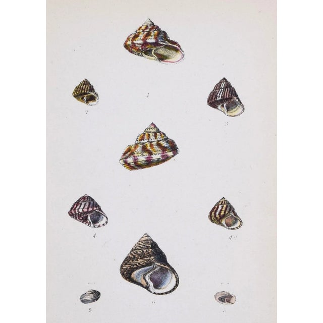 19th Century Antique Hand Colored English Shell Prints by John Jeffreys 1869-A Pair For Sale - Image 9 of 11