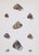 19th Century Antique Hand Colored English Shell Prints by John Jeffreys 1869-A Pair For Sale - Image 9 of 11