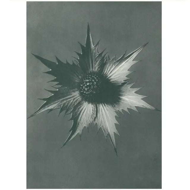 An exquisite original period black-and-white Photogravure N66 of Eryngium giganteum, Giant Eryngo, Flower, with...