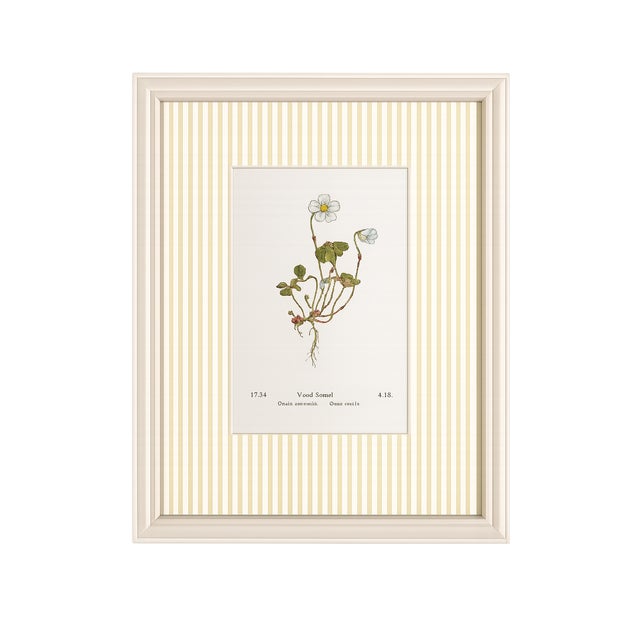 Early 20th Century Set of Four Antique Alpine Botanical Chromolithographs in Custom Frames Circa 1909 , Set A For Sale - Image 5 of 6