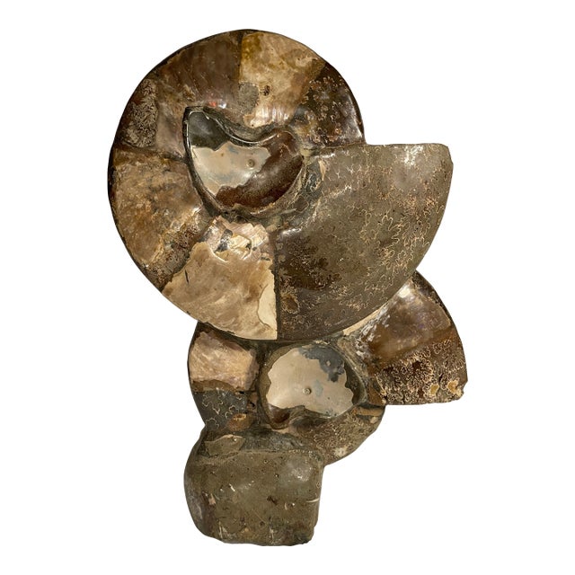 Ammonite Fossil Cluster Prehistoric Iridescent Specimen Millions of Years Old Polished Stone Shell Nautical Sea Creature For Sale