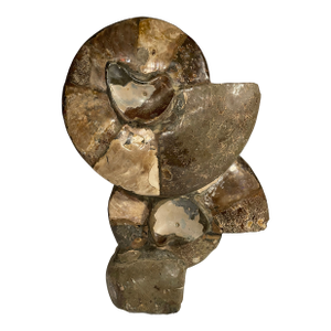 Ammonite Fossil Cluster Prehistoric Iridescent Specimen Millions of Years Old Polished Stone Shell Nautical Sea Creature