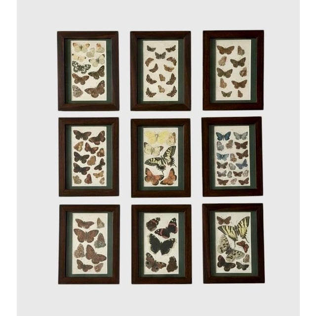 Late 19th Century Antique Butterfly Print Gallery Wall Set in Walnut Frames - 9-Piece For Sale - Image 5 of 10