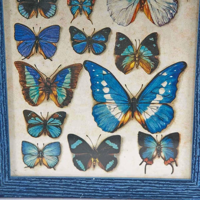Butterfly Nature Chart Print, in Good conditions. Designed from 2000