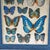 Butterfly Nature Chart Print, in Good conditions. Designed from 2000